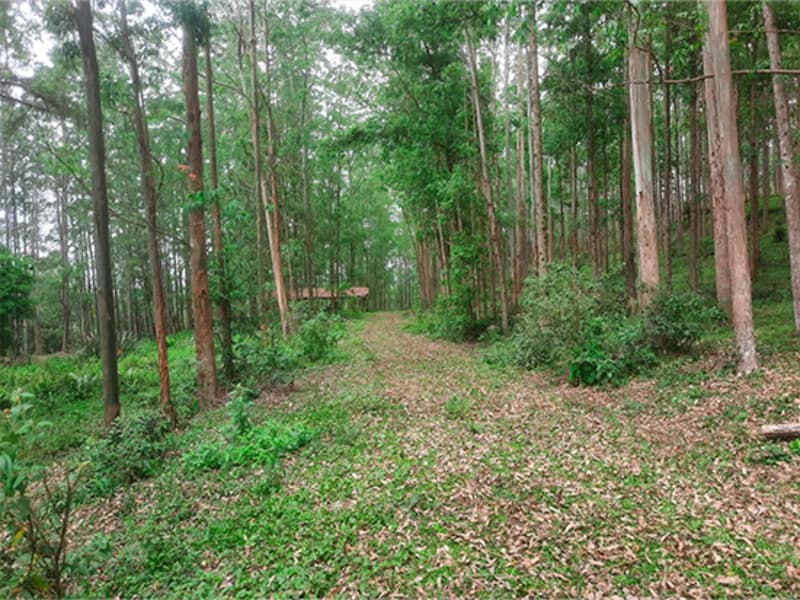 Foto 1 de 2: Terreno em leilão em Rio Do Campo - SC, bairro Ribeirão Carneiro — Terreno - Rio do Campo - SC