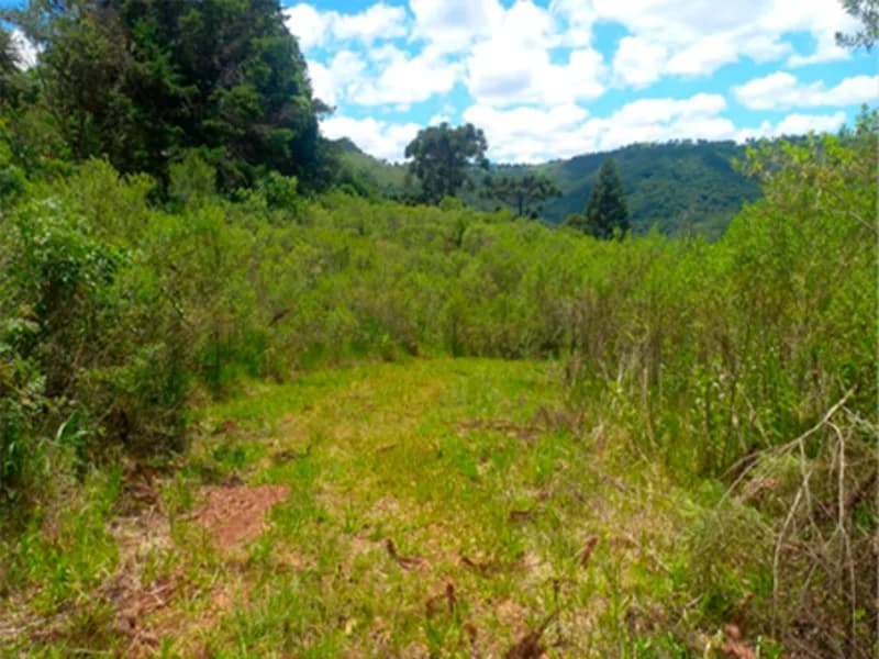Foto 2 de 4: Area Rural em leilão em Campestre Da Serra - RS — Área Rural - Campestre da Serra - RS