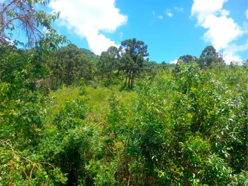 Foto 4 de 4: Area Rural em leilão em Campestre Da Serra - RS — Área Rural - Campestre da Serra - RS