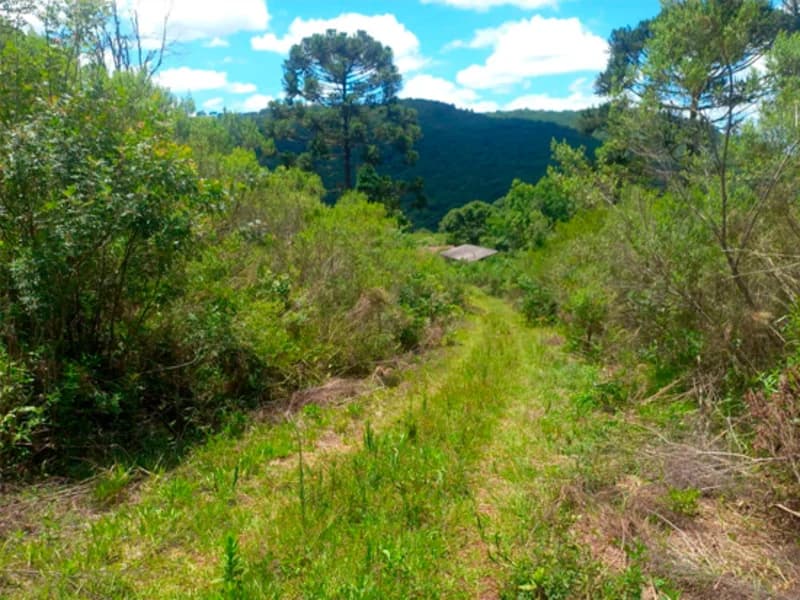Foto 3 de 4: Area Rural em leilão em Campestre Da Serra - RS — Área Rural - Campestre da Serra - RS