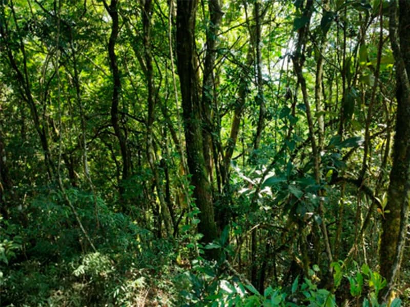 Foto 3 de 4: Terreno em leilão em Bento Gonçalves - RS — Terreno - Bento Gonçalves - RS