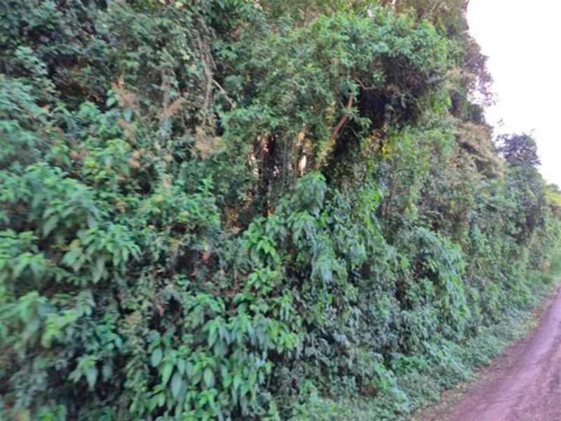 Foto 5 de 11: Terreno em leilão em Feliz - RS, bairro Vale do Hermes — Terreno - Feliz - RS