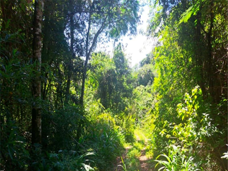 Foto 2 de 4: Terreno em leilão em Bento Gonçalves - RS — Terreno - Bento Gonçalves - RS