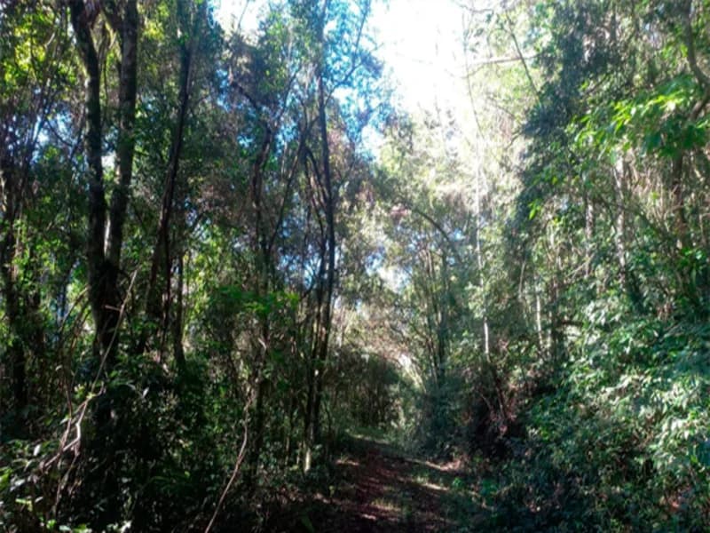 Foto 1 de 6: Terreno em leilão em Caxias Do Sul - RS, bairro Vila Oliva — Terreno - Caxias do Sul - RS