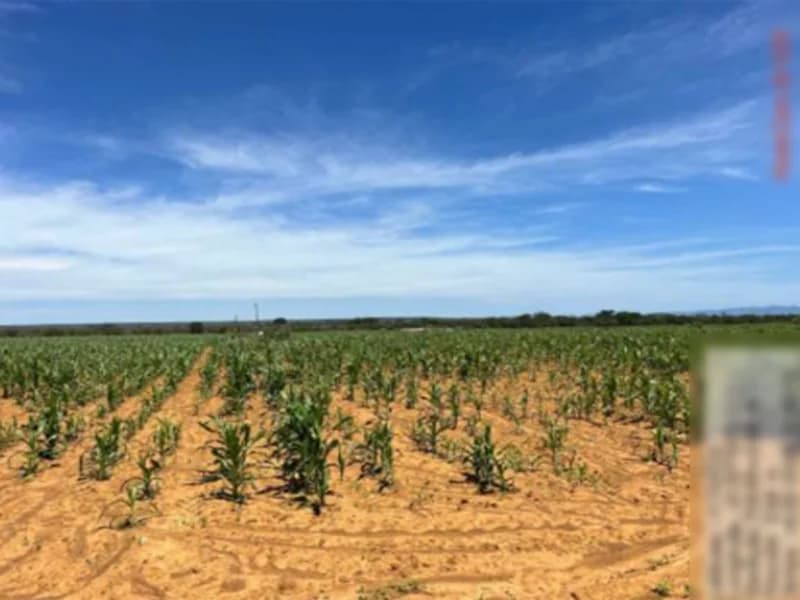 Foto 6 de 16: Terreno em leilão em São Gabriel - BA — Terreno São Gabriel BA