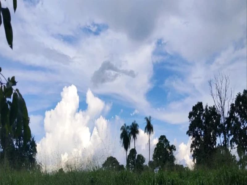 Foto 2 de 9: Area Rural em leilão em Sítio Novo - MA — Terreno Sítio Novo MA