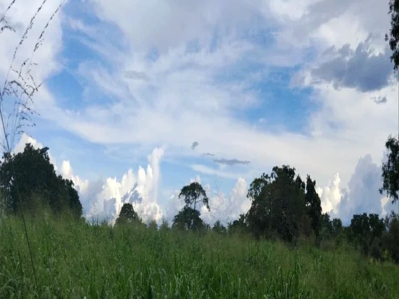 Foto 1 de 9: Area Rural em leilão em Sítio Novo - MA — Terreno Sítio Novo MA