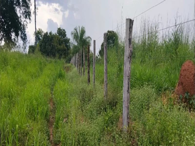 Foto 3 de 9: Area Rural em leilão em Sítio Novo - MA — Terreno Sítio Novo MA