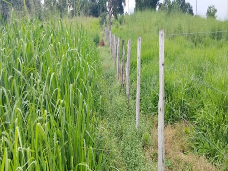 Foto 6 de 9: Area Rural em leilão em Sítio Novo - MA — Terreno Sítio Novo MA