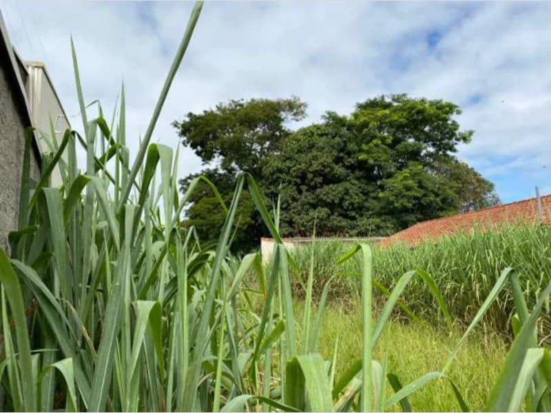 Foto 5 de 8: Terreno em leilão em Mogi Mirim - SP, bairro Aterrado — Terreno - Mogi Mirim - SP