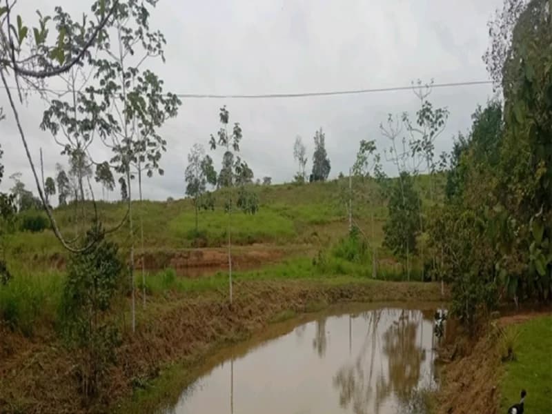 Foto 13 de 16: Terreno em leilão em Espigão D'oeste - RO — Terreno Espigão D'oeste RO