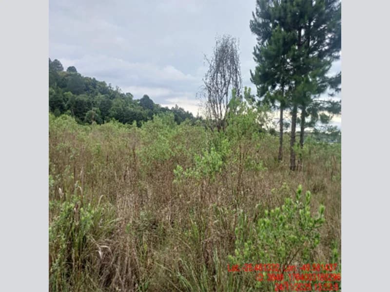 Foto 11 de 18: Terreno em leilão em Balsa Nova - PR — Terreno - Balsa Nova - PR