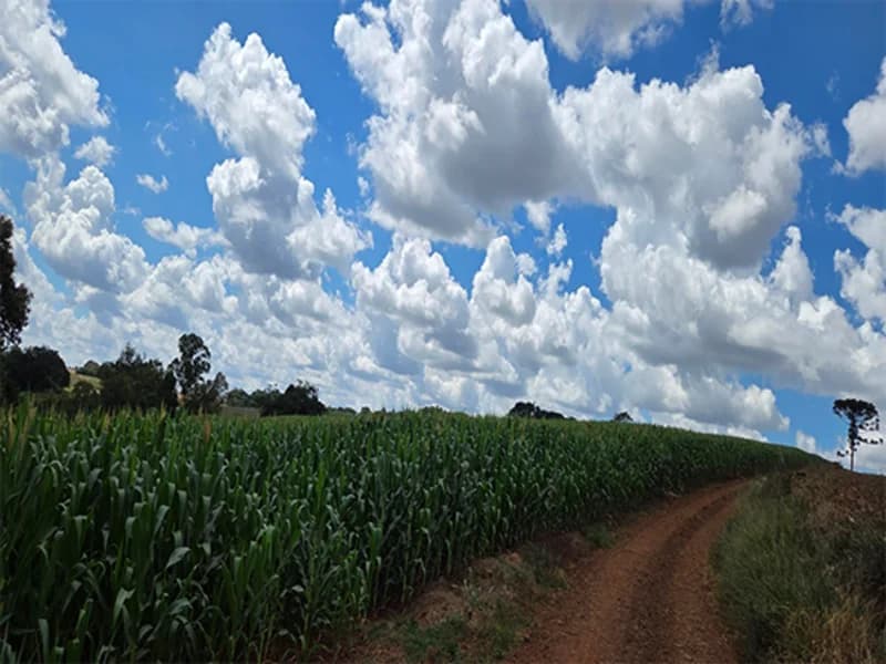Foto 4 de 5: Terreno em leilão em Virmond - PR — Terreno - Virmond - PR