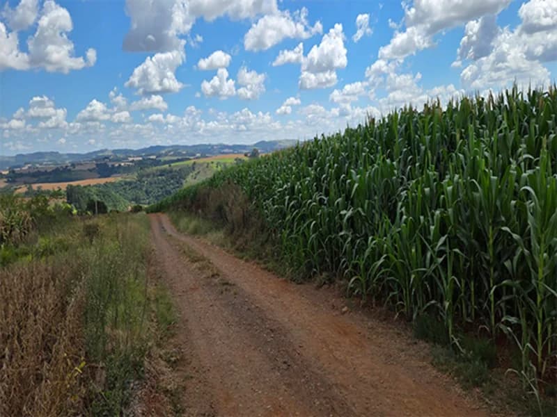 Foto 5 de 5: Terreno em leilão em Virmond - PR — Terreno - Virmond - PR