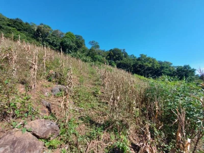 Foto 4 de 6: Terreno em leilão em São Francisco De Paula - RS — Casa - São Francisco de Paula - RS
