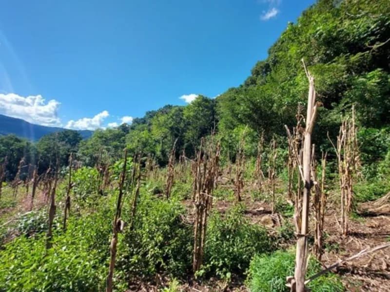 Foto 6 de 6: Terreno em leilão em São Francisco De Paula - RS — Casa - São Francisco de Paula - RS