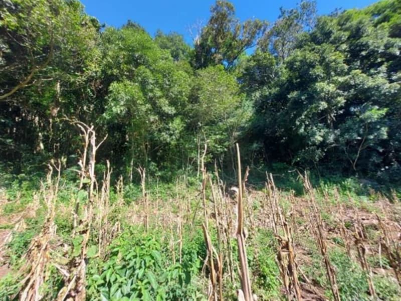Foto 2 de 6: Terreno em leilão em São Francisco De Paula - RS — Casa - São Francisco de Paula - RS