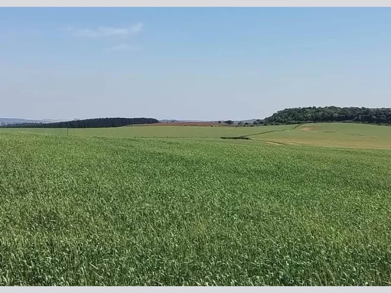 Foto 4 de 5: Area Rural em leilão em Maçambará - RS — Loteamento - Maçambara - RS