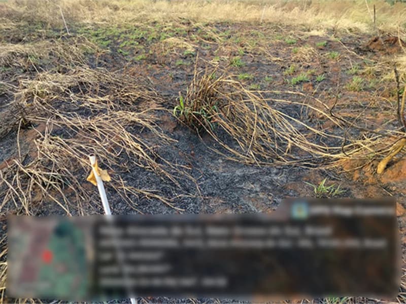 Foto 3 de 4: Terreno em leilão em Nova Alvorada Do Sul - MS — Terreno - Nova Alvorada do Sul - MS
