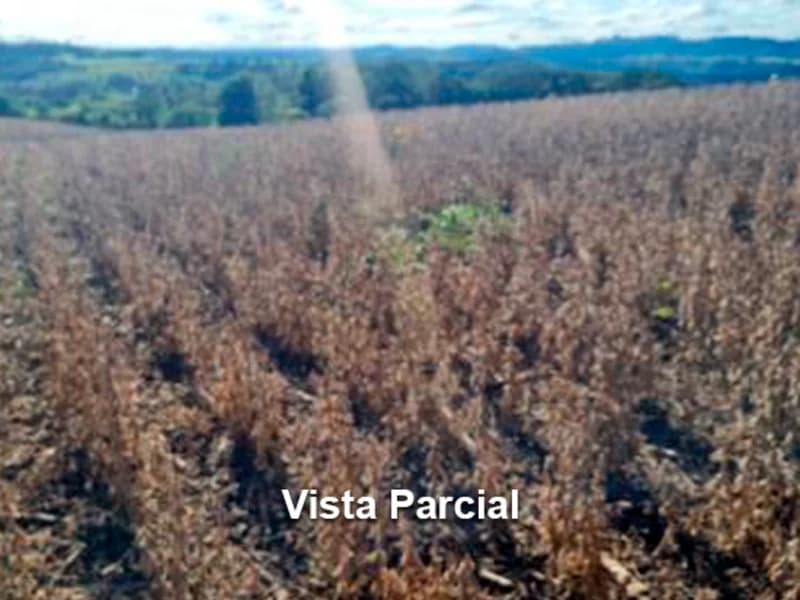 Foto 1 de 4: Area Rural em leilão em Concórdia - SC — Área Rural - Concórdia - SC