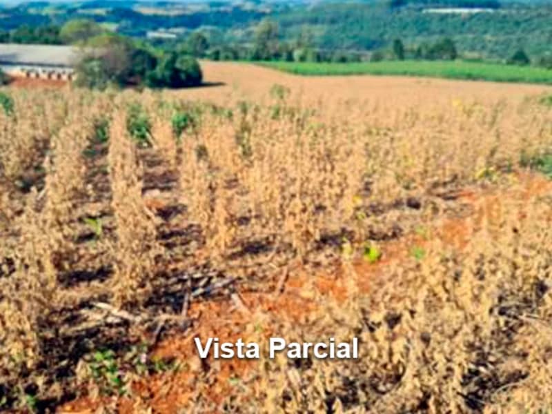 Foto 3 de 4: Area Rural em leilão em Concórdia - SC — Área Rural - Concórdia - SC