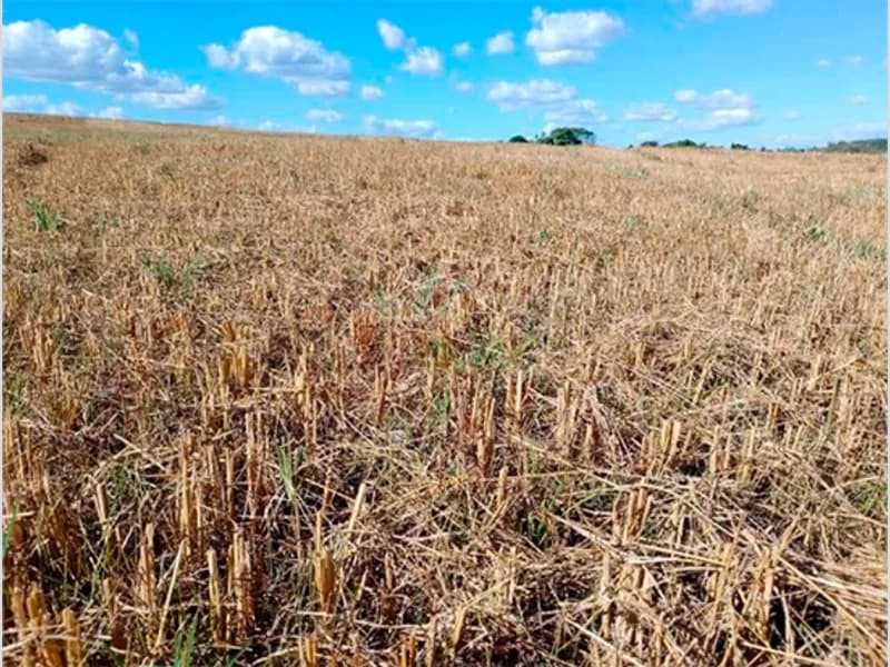 Foto 3 de 7: Area Rural em leilão em Nova Bandeirantes - MT — Sítio - Nova Bandeirantes - MT
