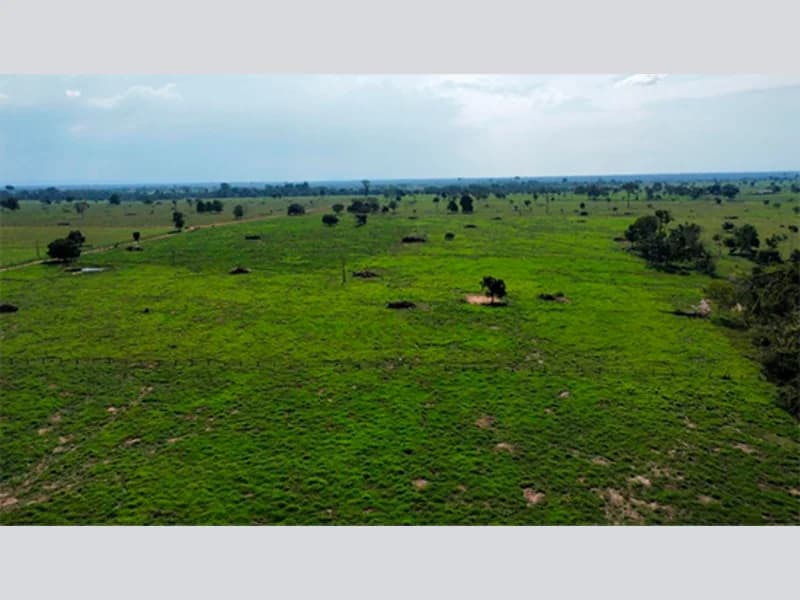 Foto 1 de 5: Area Rural em leilão em Alta Floresta D'oeste - RO — Terreno - Alta Floresta D'oeste - RO