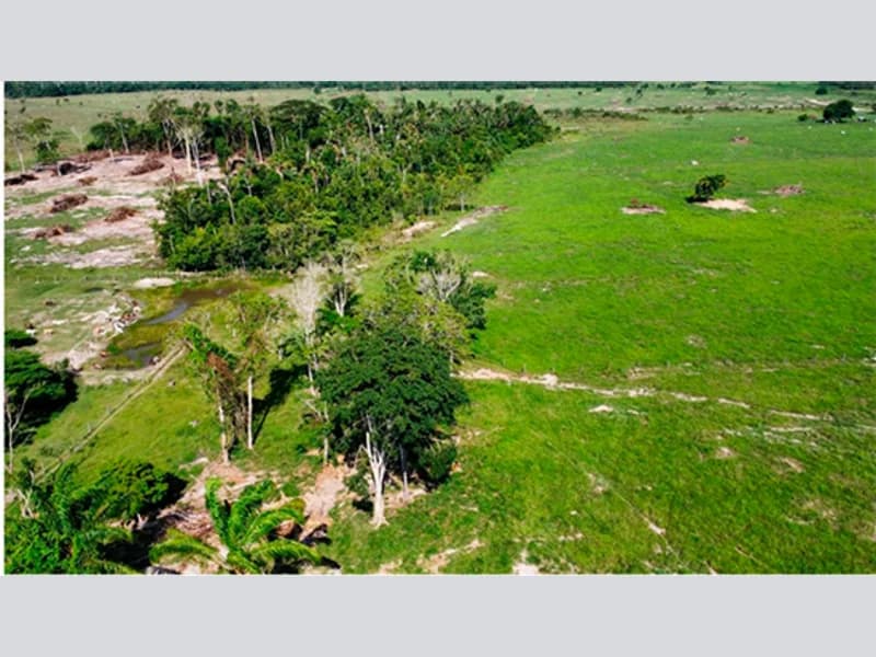 Foto 3 de 5: Area Rural em leilão em Alta Floresta D'oeste - RO — Terreno - Alta Floresta D'oeste - RO