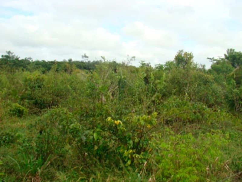 Foto 5 de 7: Area Rural em leilão em Juruena - MT — Terreno - Juruena - MT