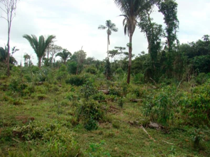 Foto 1 de 7: Area Rural em leilão em Juruena - MT — Terreno - Juruena - MT