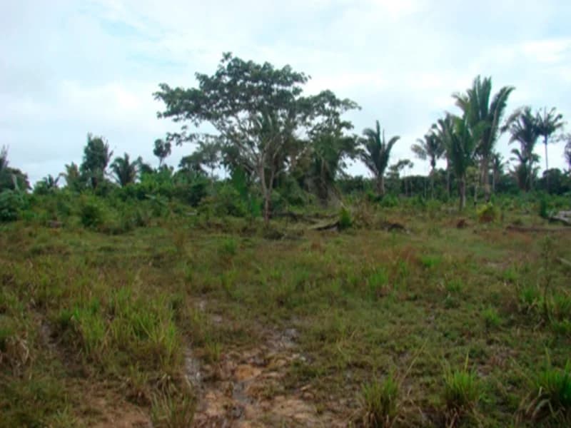 Foto 7 de 7: Area Rural em leilão em Juruena - MT — Terreno - Juruena - MT