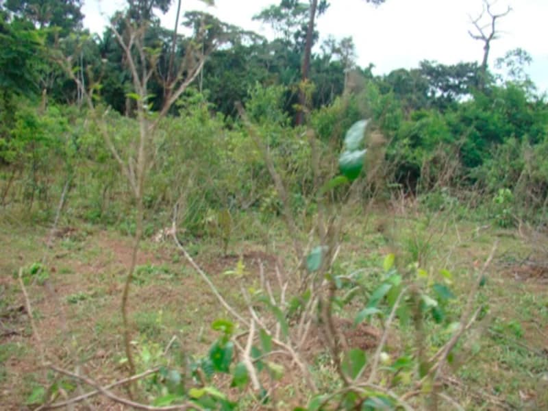 Foto 3 de 7: Area Rural em leilão em Juruena - MT — Terreno - Juruena - MT