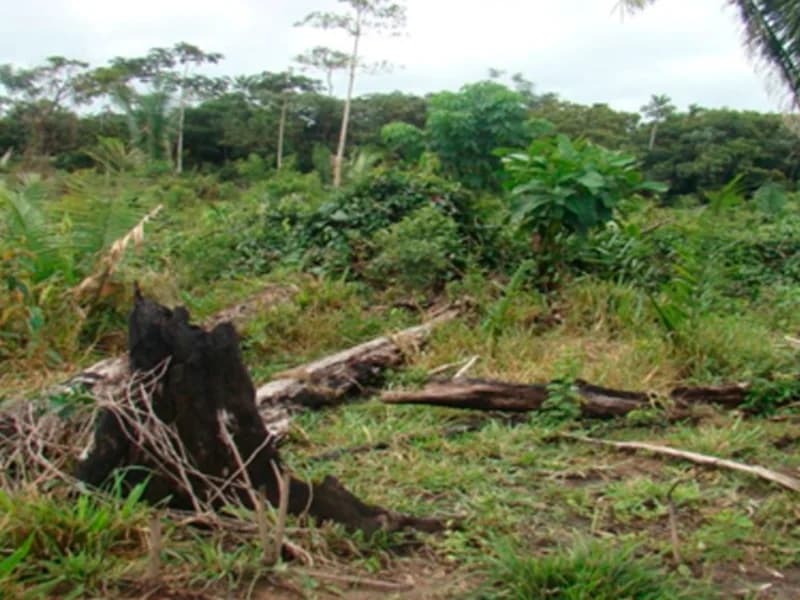 Foto 2 de 7: Area Rural em leilão em Juruena - MT — Terreno - Juruena - MT