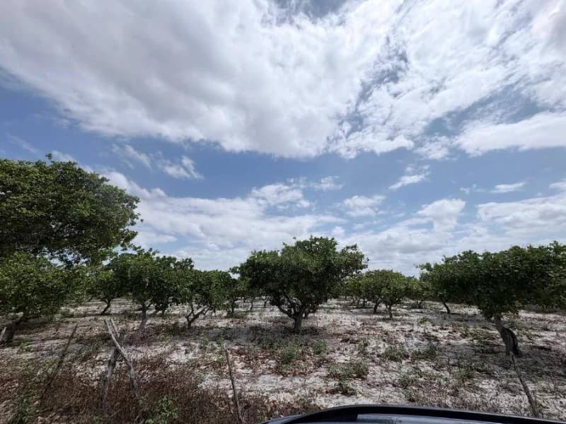 Foto 3 de 3: Terreno em leilão em Pacajus - CE, bairro Tiririca — Loteamento - Pacajus - CE