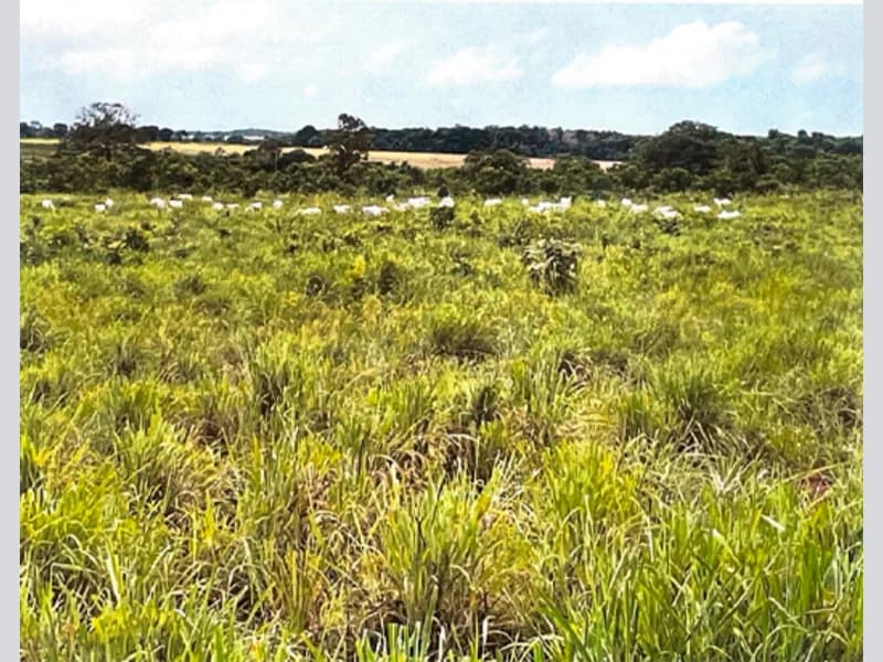 Foto 8 de 10: Area Rural em leilão em São Félix Do Araguaia - MT — Terreno - São Félix do Araguaia - MT