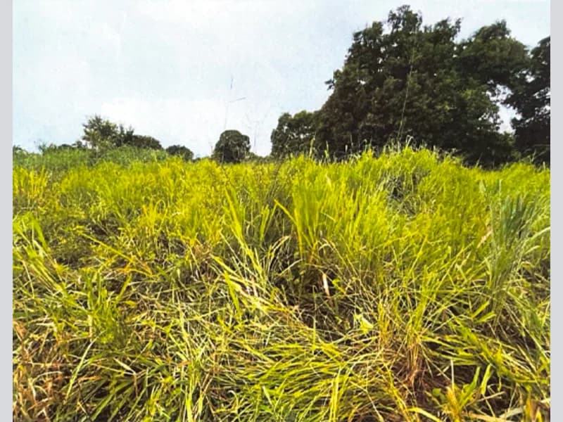Foto 5 de 10: Area Rural em leilão em São Félix Do Araguaia - MT — Terreno - São Félix do Araguaia - MT