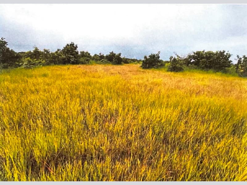 Foto 2 de 10: Area Rural em leilão em São Félix Do Araguaia - MT — Terreno - São Félix do Araguaia - MT