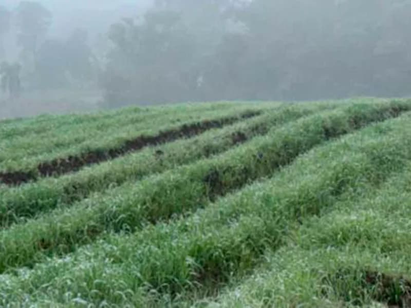 Foto 8 de 12: Terreno em leilão em Paula Freitas - PR — Terreno - Paula Freitas - PR