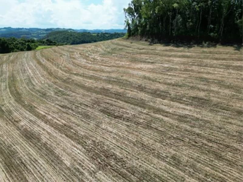 Foto 16 de 26: Terreno em leilão em Jardinópolis - SC — Terreno - Jardinópolis - SC
