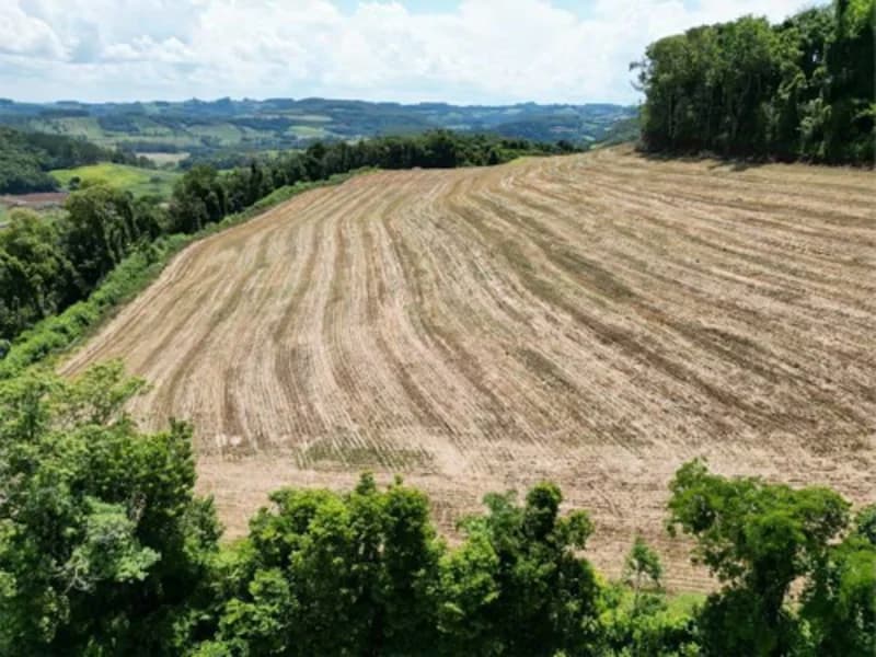 Foto 24 de 26: Terreno em leilão em Jardinópolis - SC — Terreno - Jardinópolis - SC