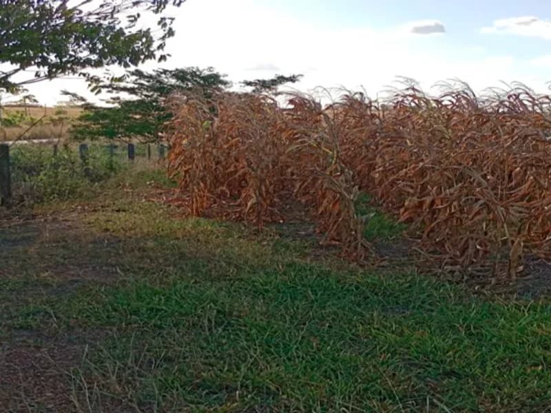 Foto 11 de 16: Terreno em leilão em Nova Guarita - MT — Terreno - Nova Guarita - MT