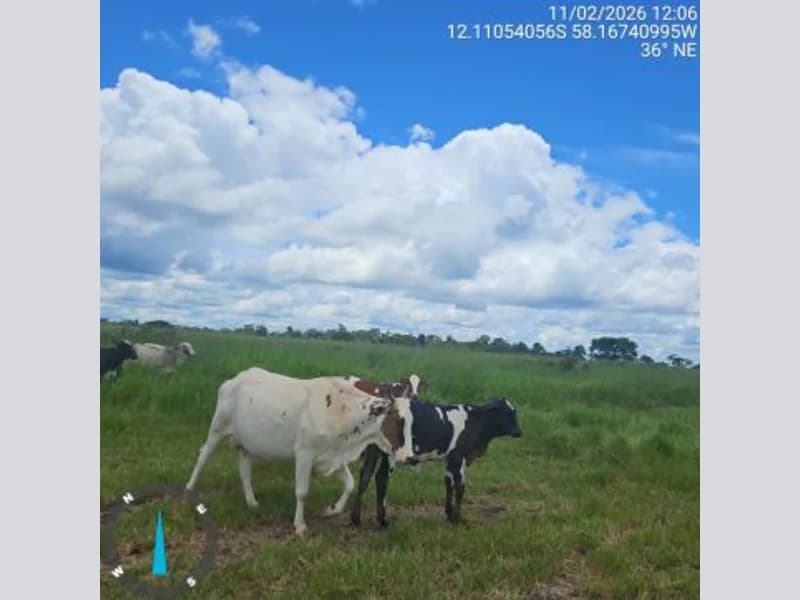 Foto 11 de 13: Terreno em leilão em Brasnorte - MT — Terrenos - Brasnorte - MT