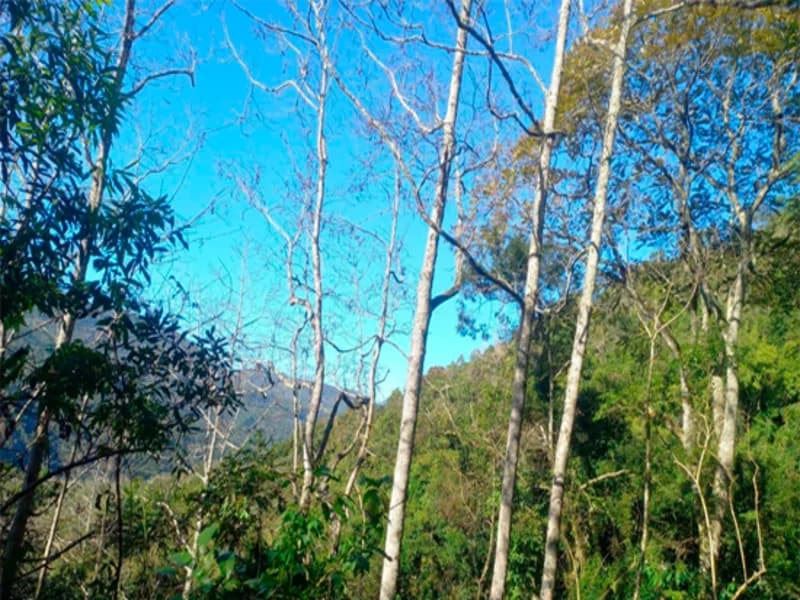Foto 5 de 12: Terreno em leilão em Caxias Do Sul - RS, bairro Vila Oliva — Terreno - Caxias do Sul - RS