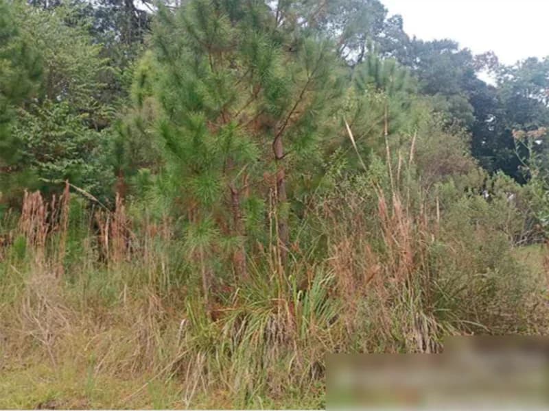 Foto 6 de 15: Terreno em leilão em Nova Petrópolis - RS, bairro Centro — Terreno - Nova Petrópolis - RS