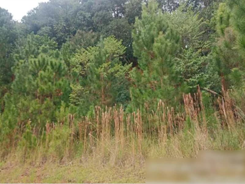 Foto 13 de 15: Terreno em leilão em Nova Petrópolis - RS, bairro Centro — Terreno - Nova Petrópolis - RS