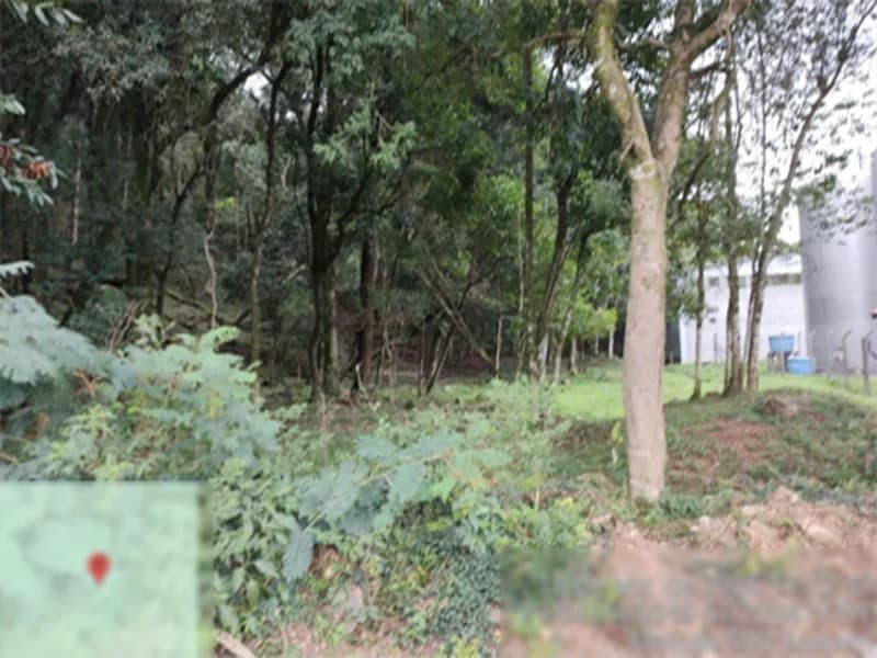 Foto 2 de 8: Terreno em leilão em Flores Da Cunha - RS — Terreno - Flores da Cunha - RS