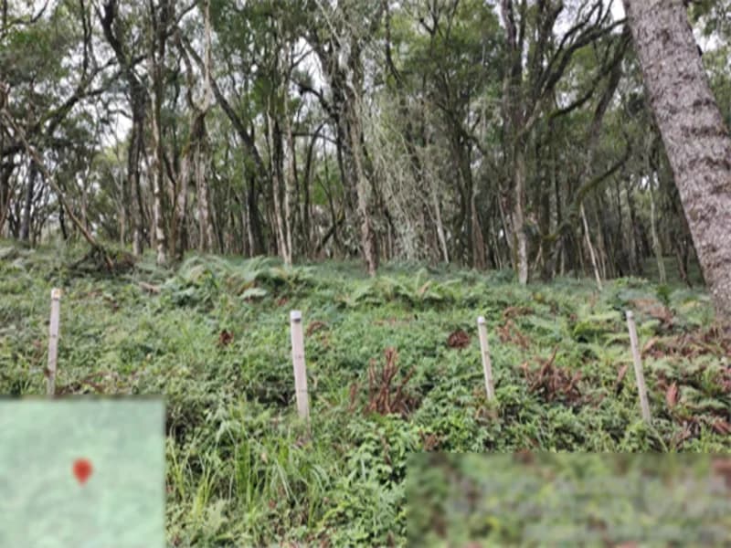 Foto 4 de 8: Terreno em leilão em Flores Da Cunha - RS — Terreno - Flores da Cunha - RS