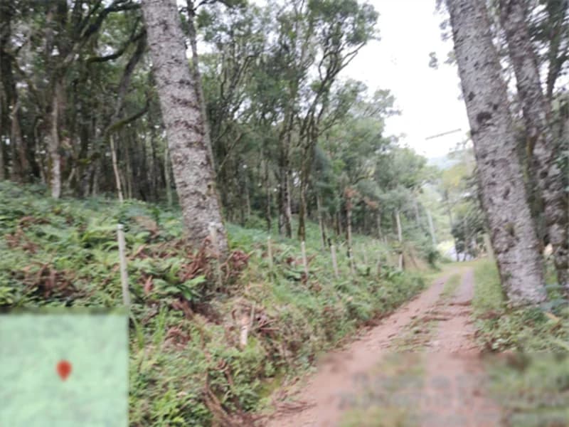 Foto 5 de 8: Terreno em leilão em Flores Da Cunha - RS — Terreno - Flores da Cunha - RS
