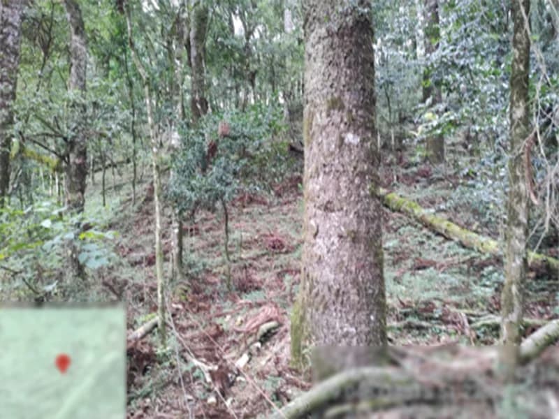 Foto 3 de 8: Terreno em leilão em Flores Da Cunha - RS — Terreno - Flores da Cunha - RS