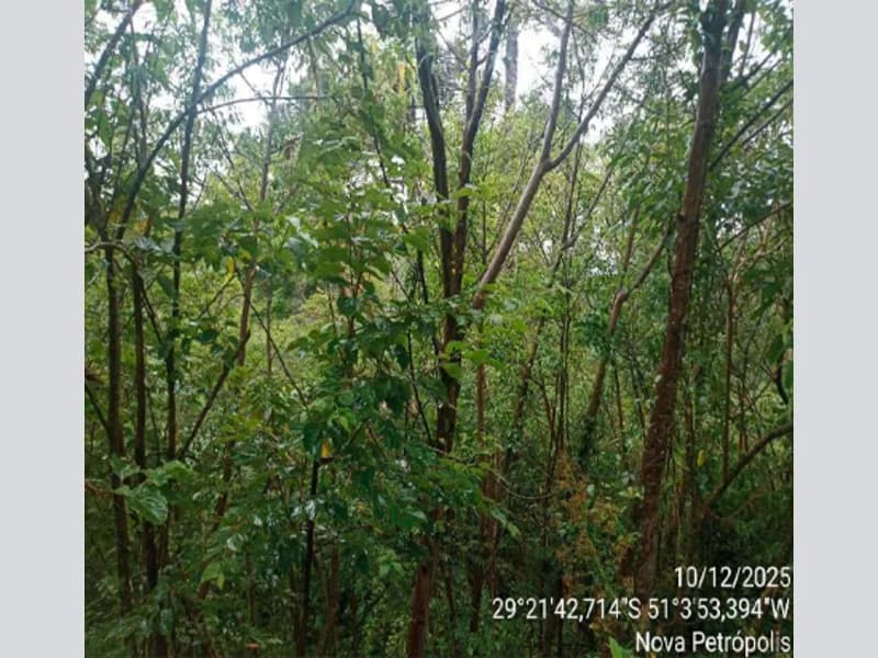 Foto 12 de 12: Terreno em leilão em Nova Petrópolis - RS — Terreno - Nova Petrópolis - RS